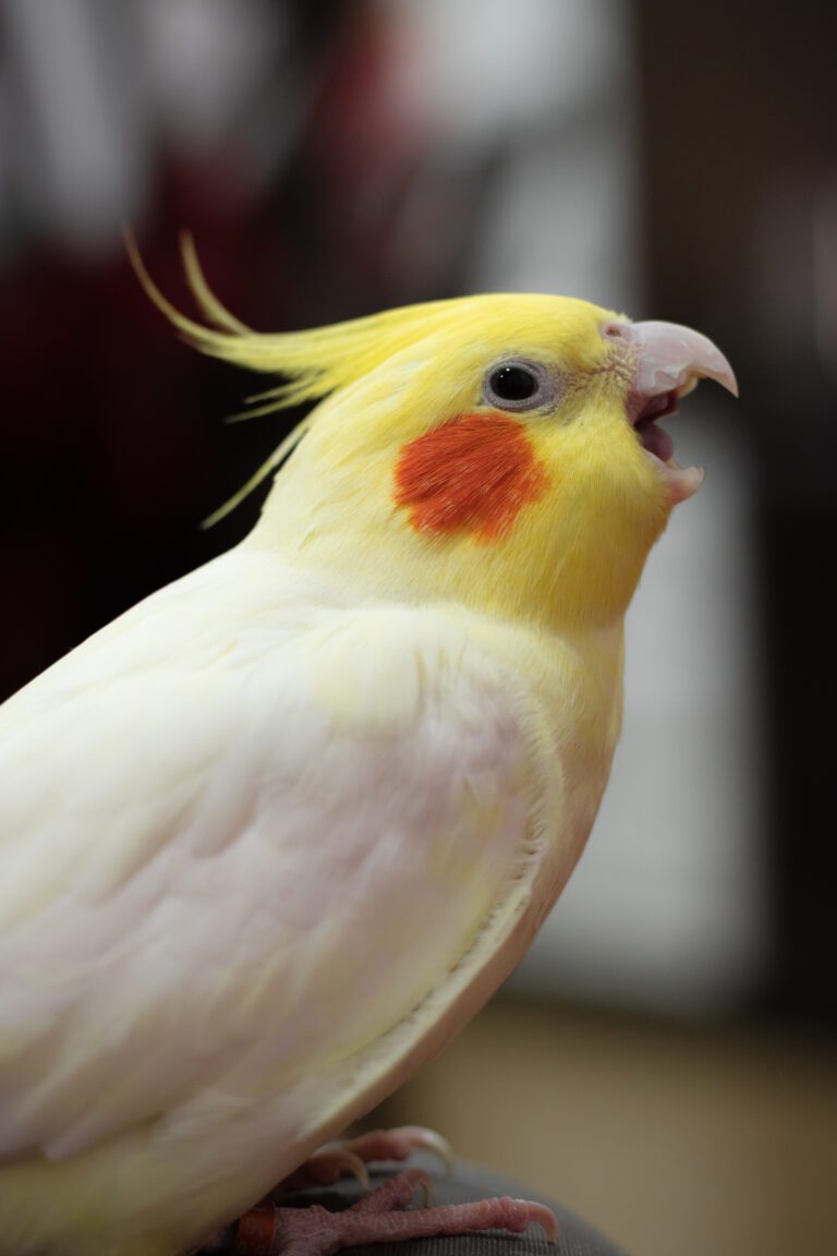 A scared cockatiel, eyes wide and crest slightly raised, indicating nervousness. Step-by-step guide to gaining a cockatiel's trust