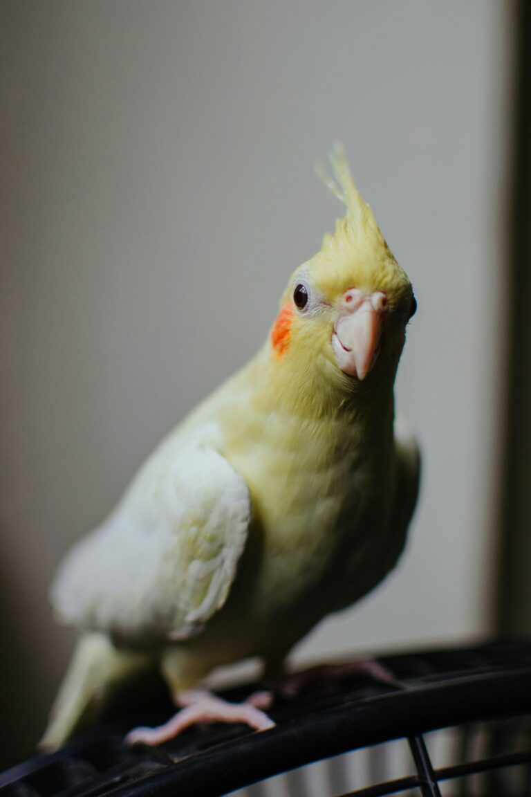 A cockatiel perched on a hand during taming training – learn how long it takes to tame a cockatiel.